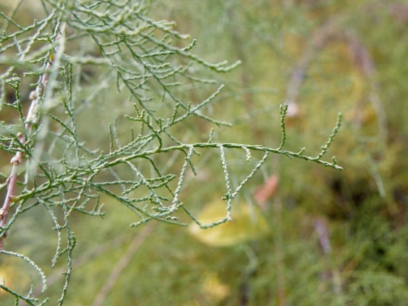 Where to plant Four-stamen tamarisk (Tamarix tetrandra)_2