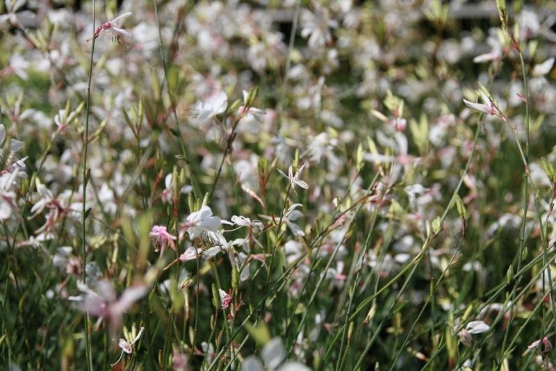 Gaura 'Whirling Butterflies' (Oenothera lindheimeri 'Whirling Butterflies')