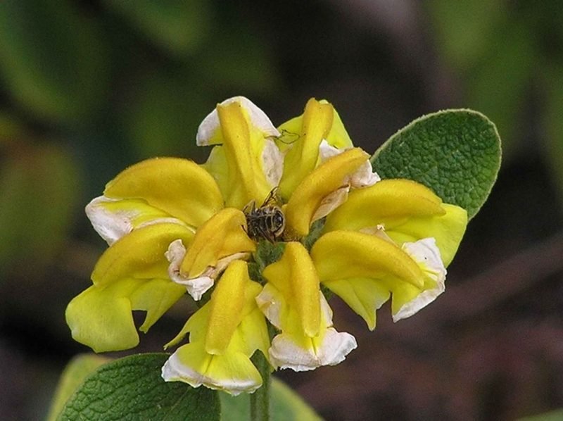 Golden-leaved Jerusalem sage (Phlomis chrysophylla)