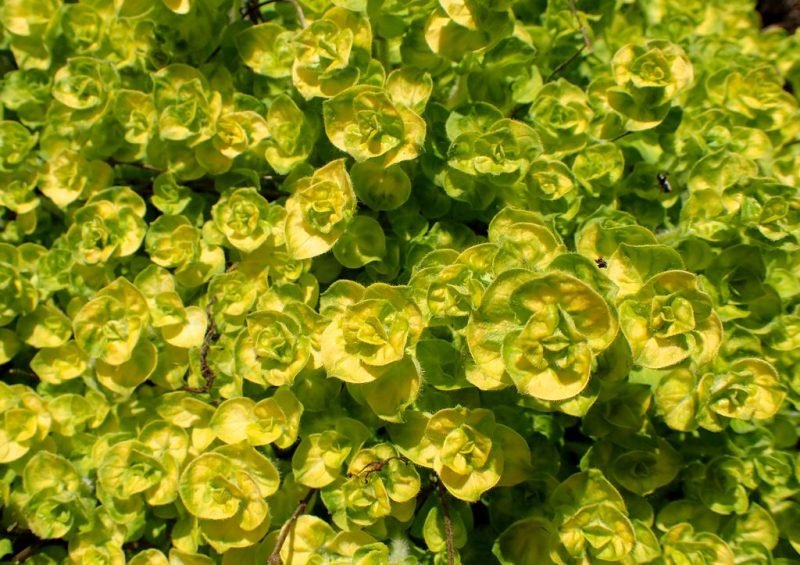 Golden oregano (Origanum vulgare 'Aureum')