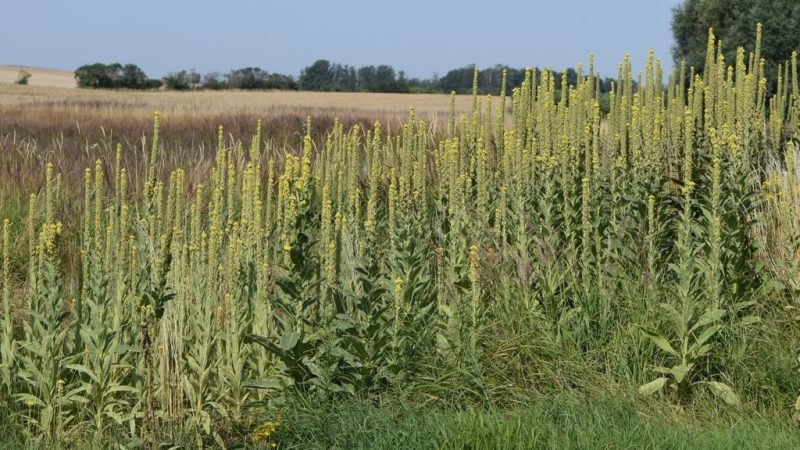 Great mullein (Verbascum thapsus)
