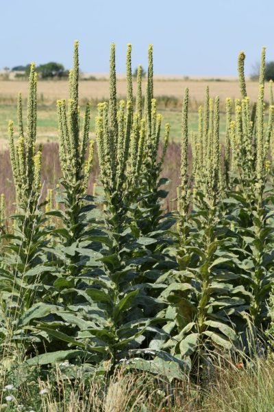 Where to plant Great mullein (Verbascum thapsus)_2