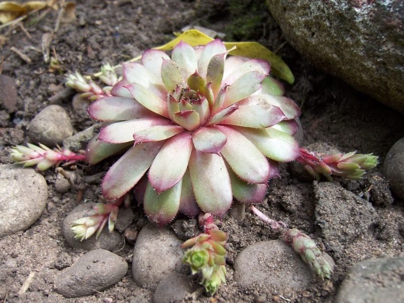Houseleek 'Blood Tip' (Sempervivum 'Blood Tip')