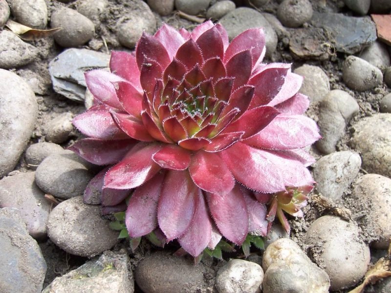 Houseleek 'Rubin' (Sempervivum 'Rubin')