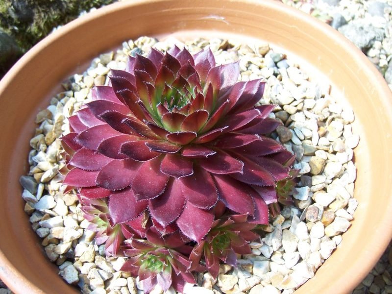How to plant Houseleek 'Rubin' (Sempervivum 'Rubin')_1