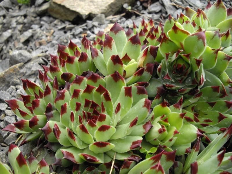 Houseleek 'Sir William Lawrence' (Sempervivum calcareum 'Sir William Lawrence')