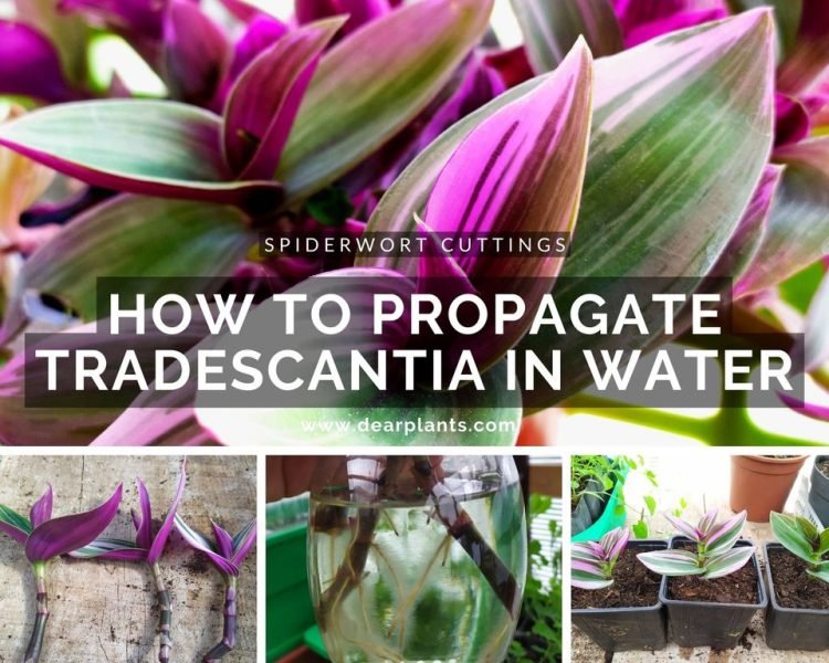 How to Propagate Tradescantia in water - Spiderwort Cuttings - www.dearplants.com