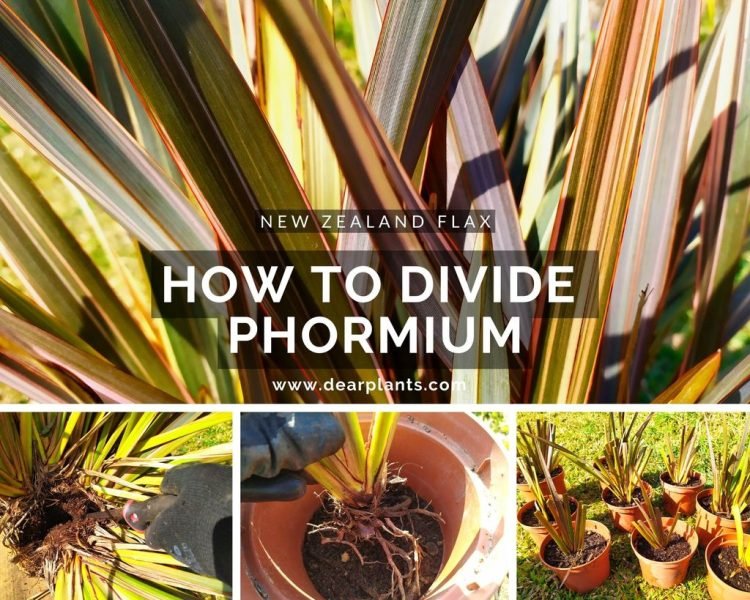 How to divide Phormium (New Zealand flax) - www.dearplants.com