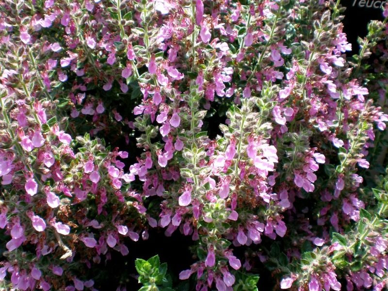 Hybrid germander (Teucrium × lucidrys)