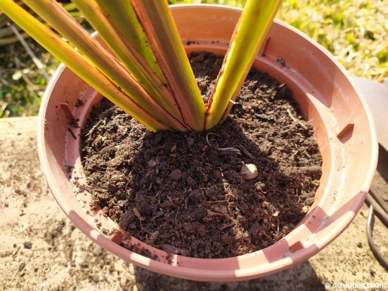 Individually planted New Zealand flax division - www.dearplants.com