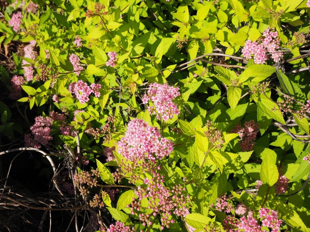 Japanese spirea 'Gold Mound' (Spiraea japonica 'Gold Mound')