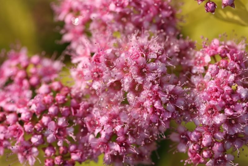 How to plant Japanese spirea 'Gold Mound' (Spiraea japonica 'Gold Mound')_1