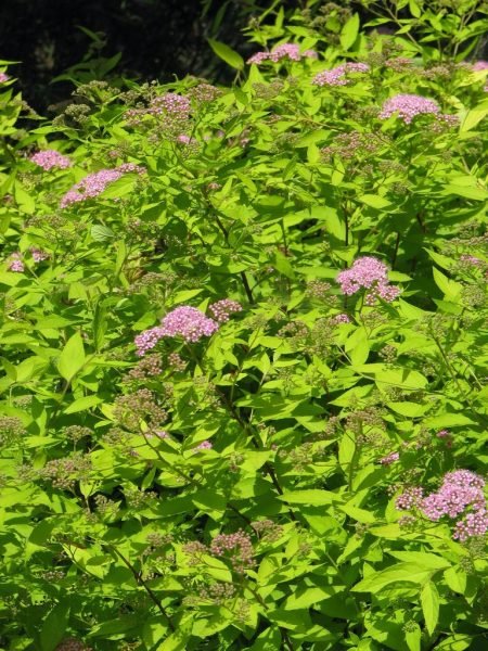 Where to plant Japanese spirea 'Gold Mound' (Spiraea japonica 'Gold Mound')_2
