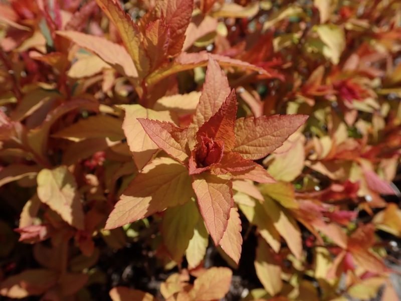Japanese spirea 'Goldflame' (Spiraea japonica 'Goldflame')