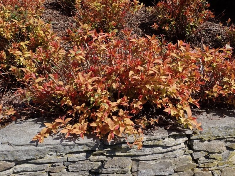 How to plant Japanese spirea 'Goldflame' (Spiraea japonica 'Goldflame')_1