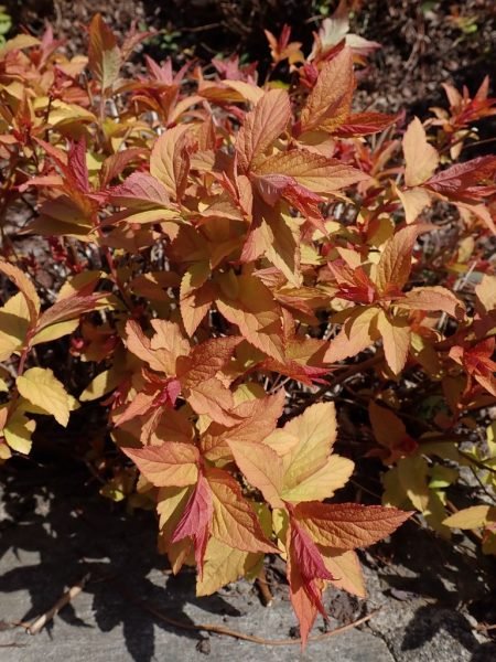 Where to plant Japanese spirea 'Goldflame' (Spiraea japonica 'Goldflame')_2