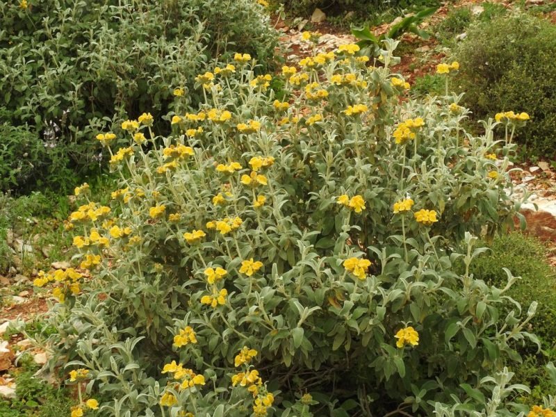 Jerusalem sage (Phlomis fruticosa)