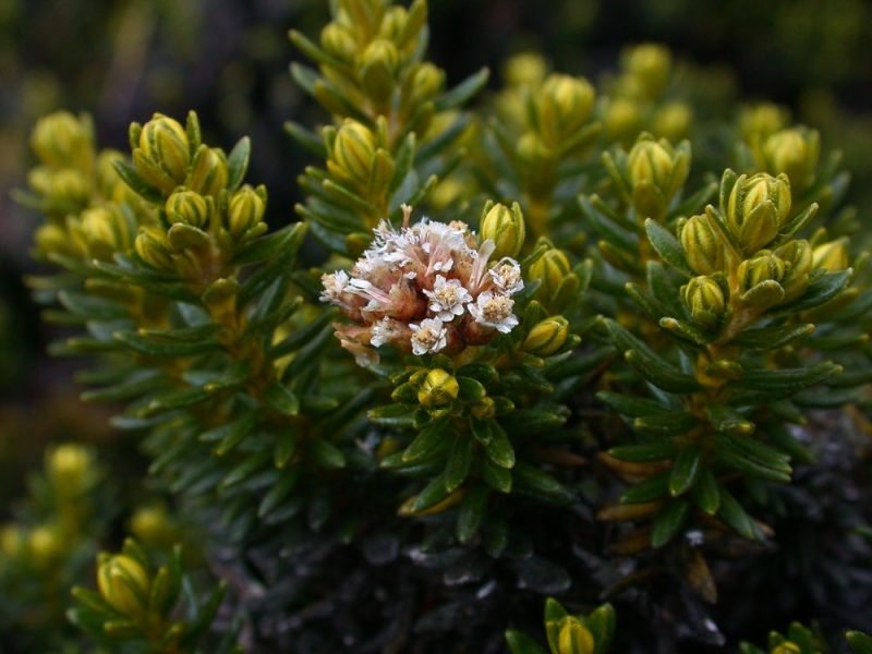 Kerosene weed (Ozothamnus ledifolius)