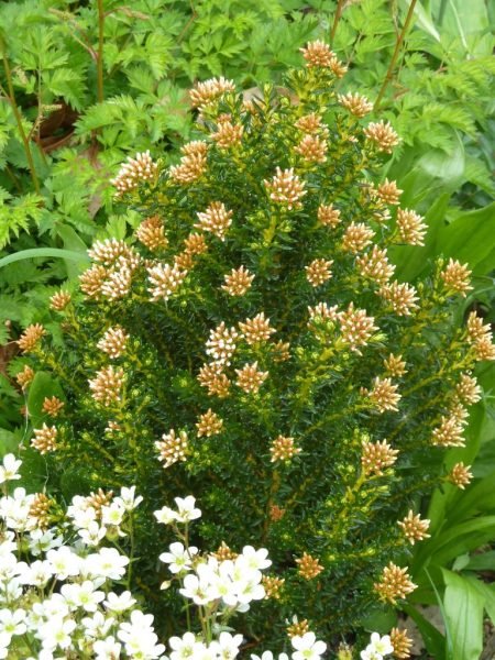 How to plant Kerosene weed (Ozothamnus ledifolius)_1