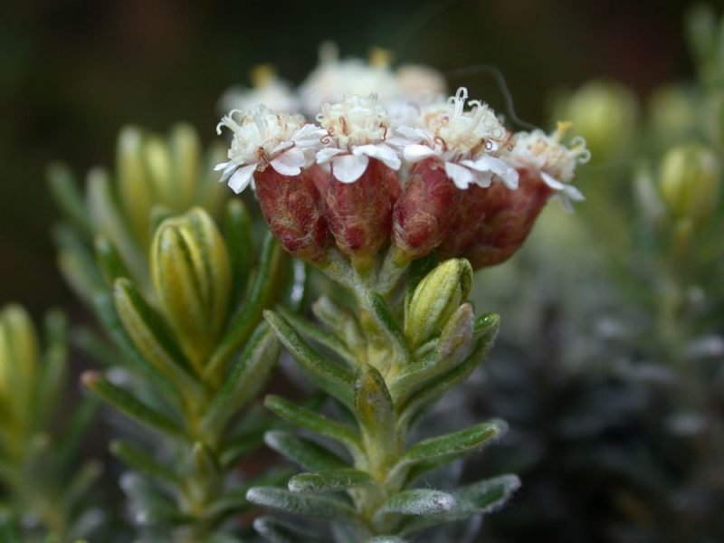 Where to plant Kerosene weed (Ozothamnus ledifolius)_2