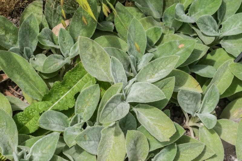 Lamb's ear 'Big Ears' (Stachys byzantina 'Big Ears')