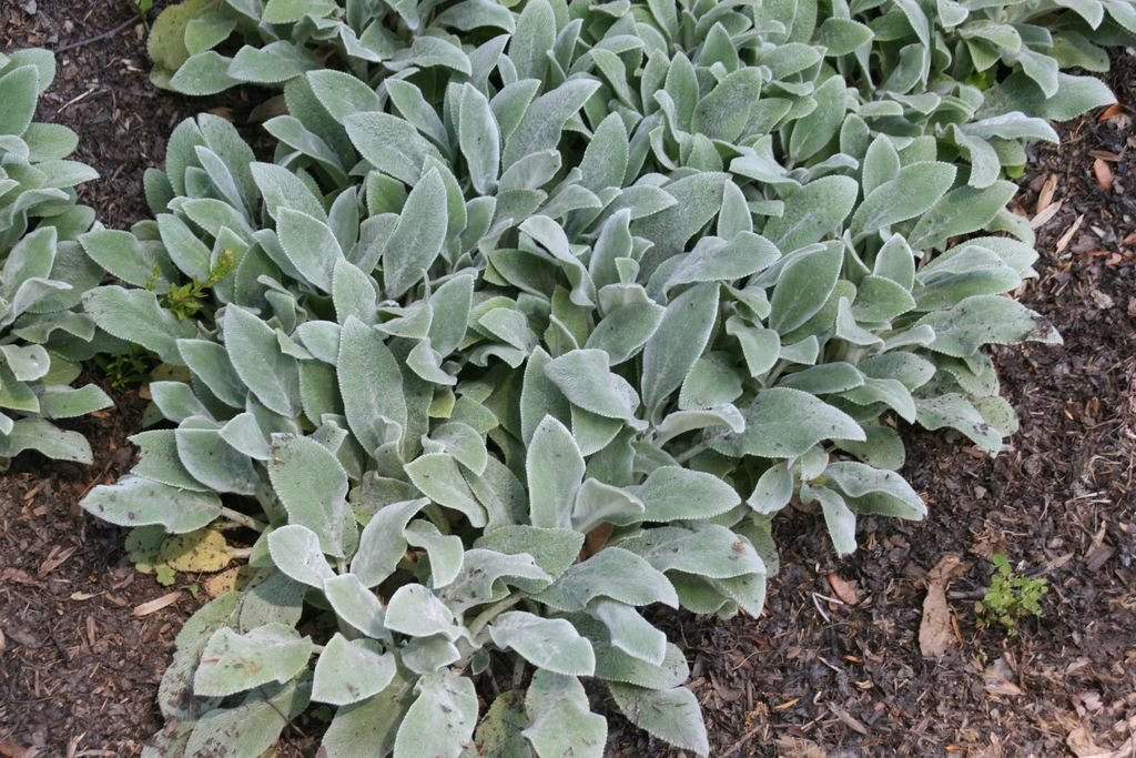 Lamb's ear 'Silver Carpet' (Stachys byzantina 'Silver Carpet')
