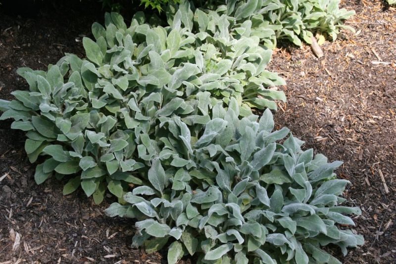 How to plant Lamb's ear 'Silver Carpet' (Stachys byzantina 'Silver Carpet')_1