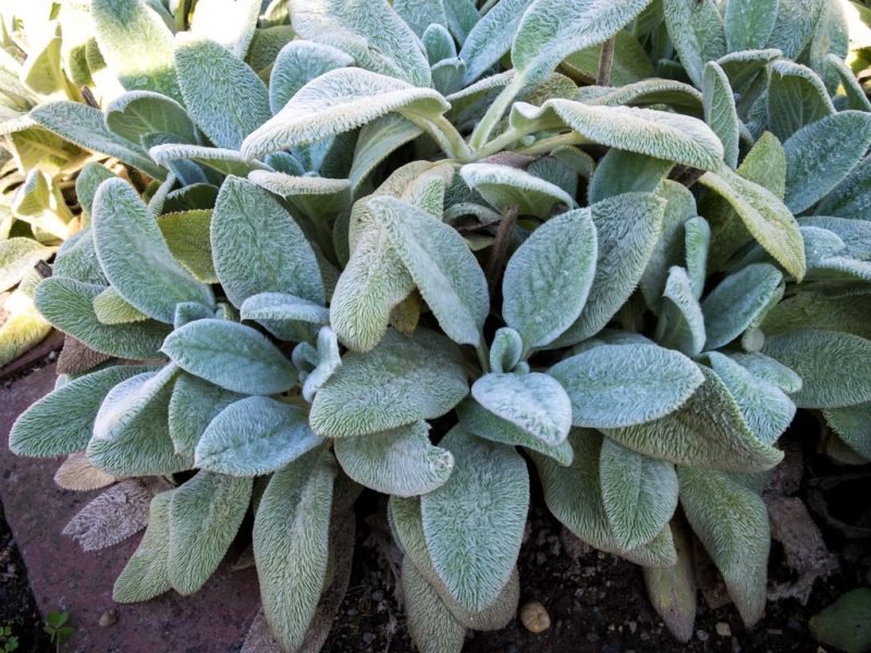 Where to plant Lamb's ear 'Silver Carpet' (Stachys byzantina 'Silver Carpet')_2