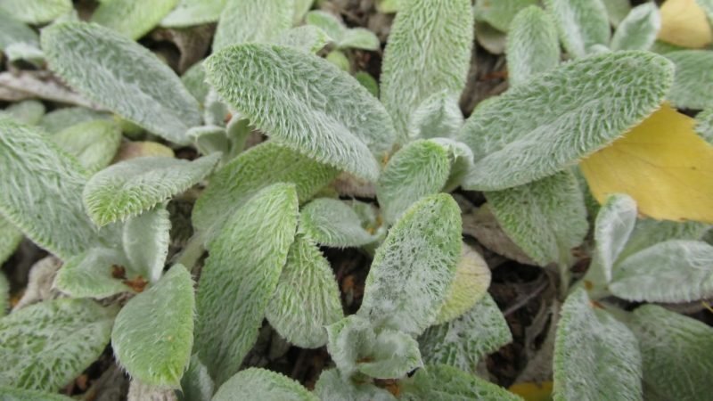 Lamb's ear (Stachys byzantina)