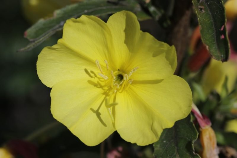Large-flowered evening primrose (Oenothera glazioviana)
