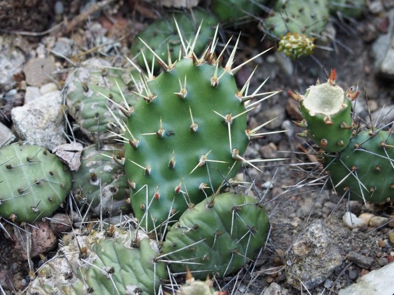 Many-spined prickly pear (Opuntia polyacantha)
