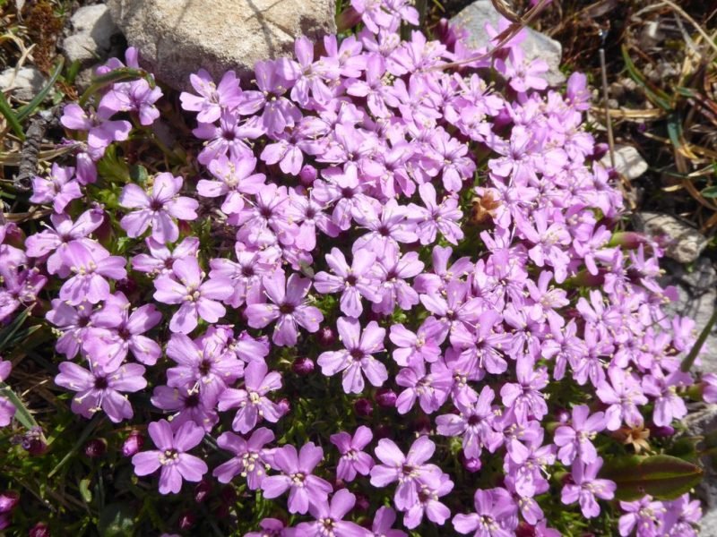 Moss campion (Silene acaulis)