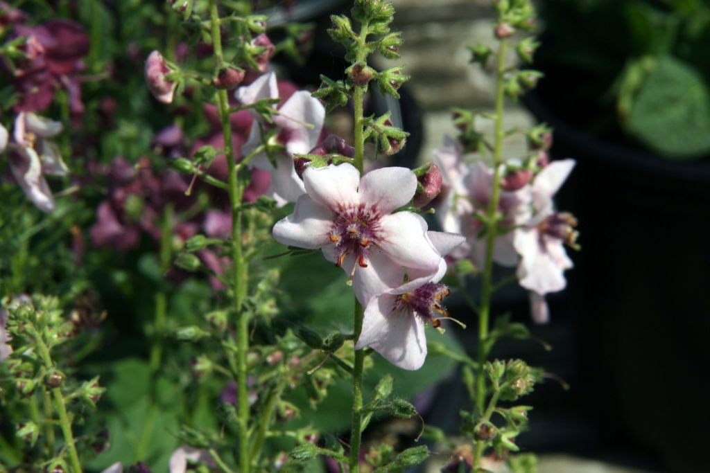 Mullein 'Jackie' (Verbascum 'Jackie')
