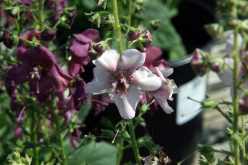 How to plant Mullein 'Jackie' (Verbascum 'Jackie')_1