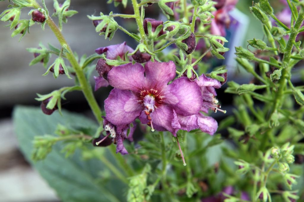 Mullein 'Plum Smokey' (Verbascum 'Plum Smokey')