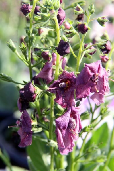 How to plant Mullein 'Plum Smokey' (Verbascum 'Plum Smokey')_1