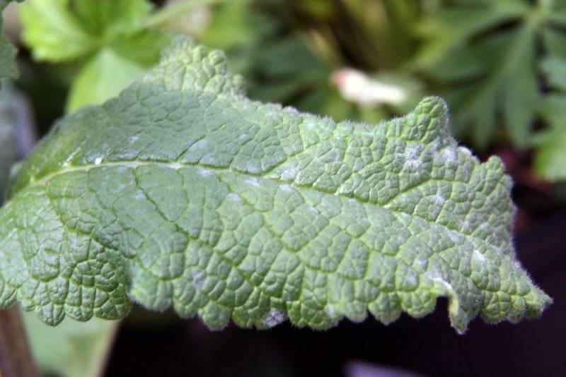 How to plant Mullein 'Raspberry Ripple' (Verbascum 'Raspberry Ripple')_1