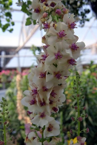 Where to plant Mullein 'Raspberry Ripple' (Verbascum 'Raspberry Ripple')_2