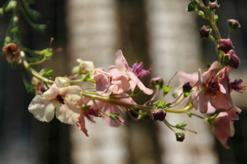 Mullein 'Southern Charm' (Verbascum 'Southern Charm')