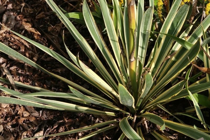 Needle palm 'Bright Edge' (Yucca filamentosa 'Bright Edge')