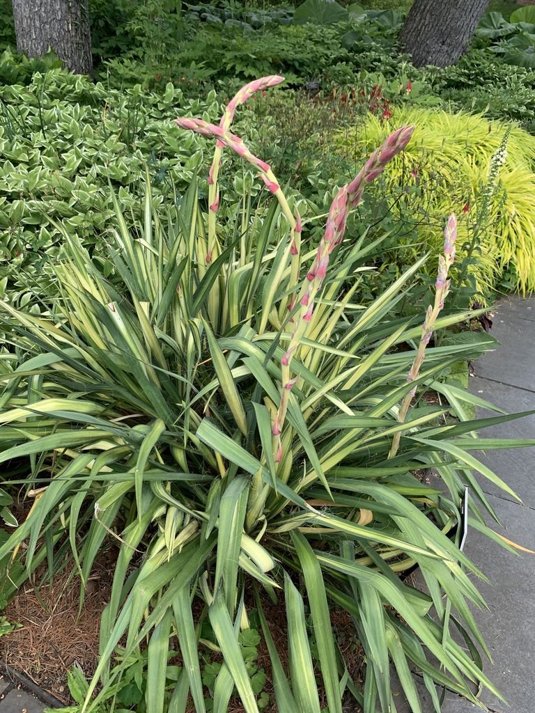 Needle palm 'Golden Sword' (Yucca flaccida 'Golden Sword')