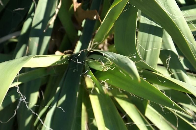 Needle palm (Yucca filamentosa)