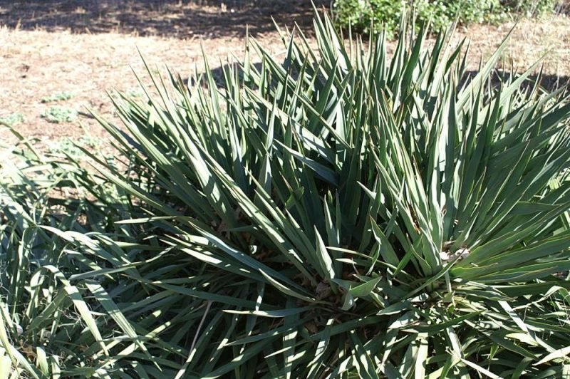 How to plant Needle palm (Yucca filamentosa)_1