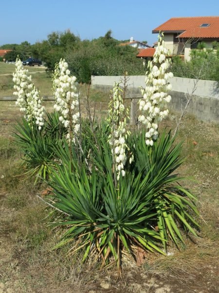 Where to plant Needle palm (Yucca filamentosa)_2