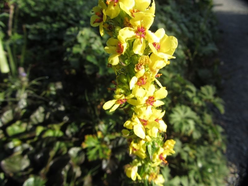 Nettle-leaved mullein (Verbascum chaixii)