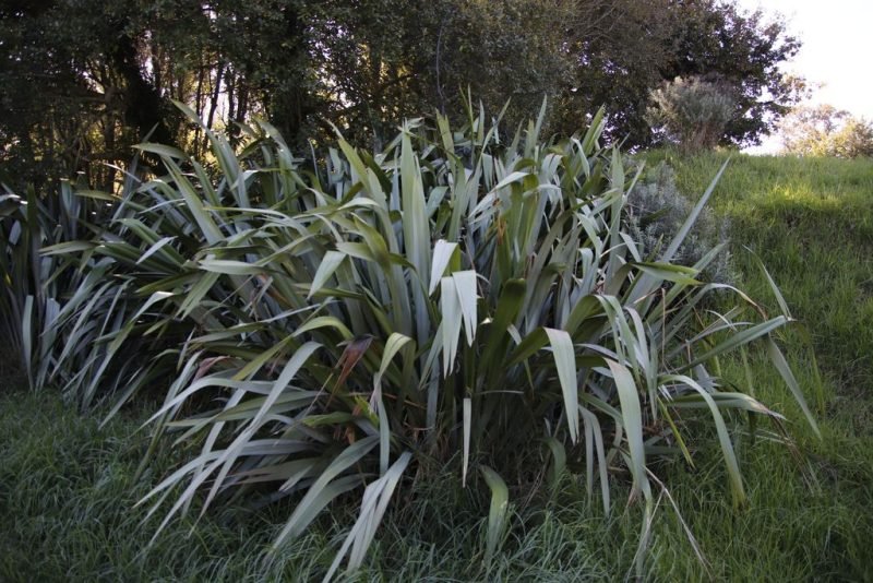 New Zealand flax (Phormium tenax)