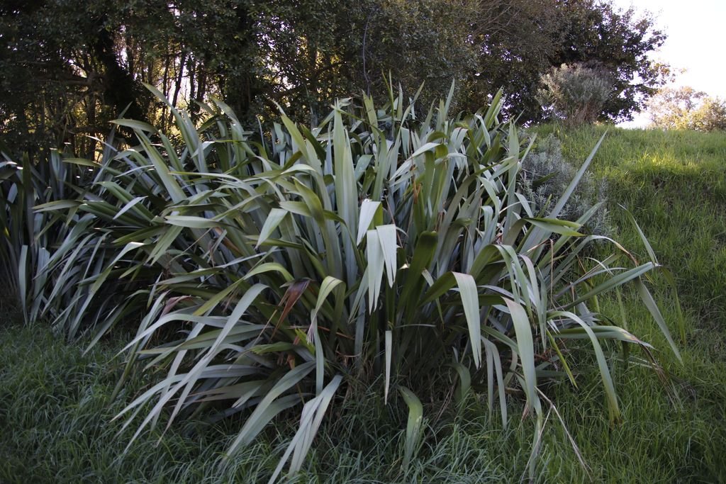 New Zealand flax (Phormium tenax)