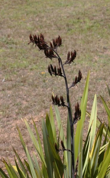 How to plant New Zealand flax (Phormium tenax)_1