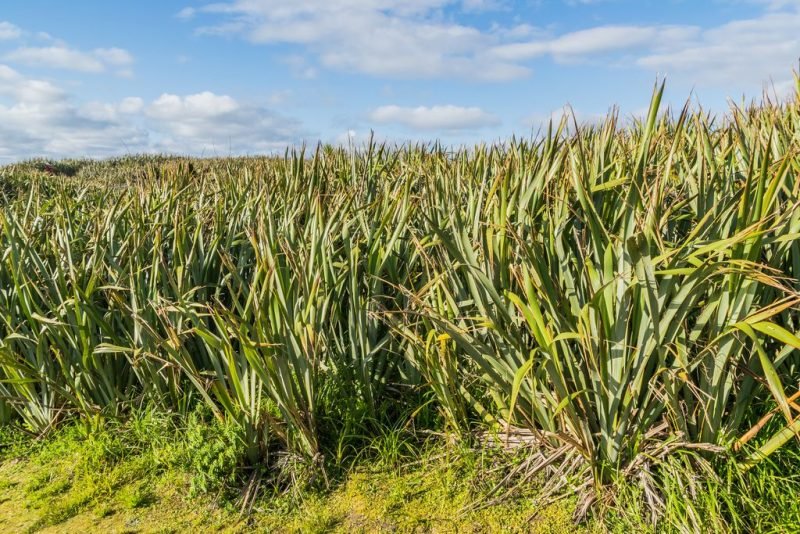 Where to plant New Zealand flax (Phormium tenax)_2