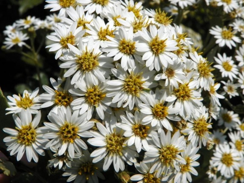 New Zealand holly (Olearia macrodonta)